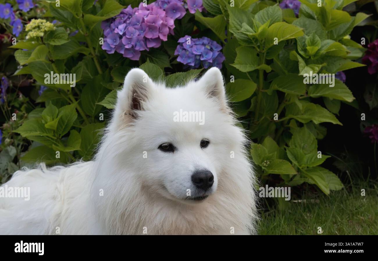 Samoidenhund, der auf dem Gras liegt Stockfoto