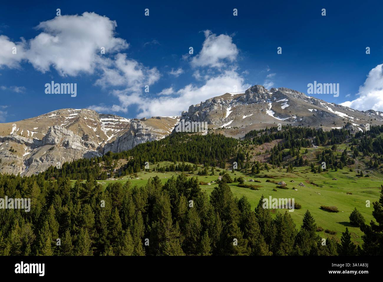 Serra del Cadí Nord und der Gipfel der Comabona vom Prat d'Aguiló im Frühjahr (Cerdanya, Katalonien, Spanien, Pyrenäen) ESP: Cara norte del Cadí Stockfoto