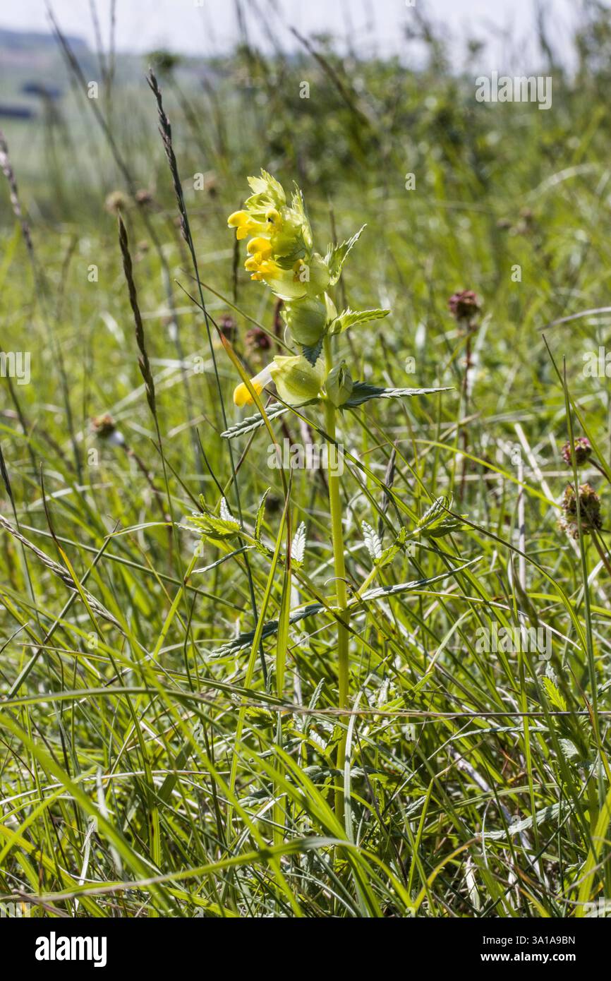 Klappertopf (Rhinanthus-Spezifikation) - Blühende Pflanze im Habitus Stockfoto