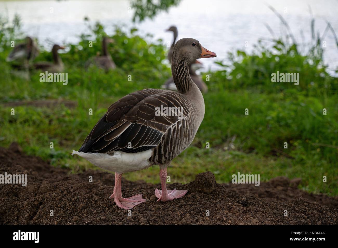 Graufeldgänse in grüner Natur an einem See Stockfoto