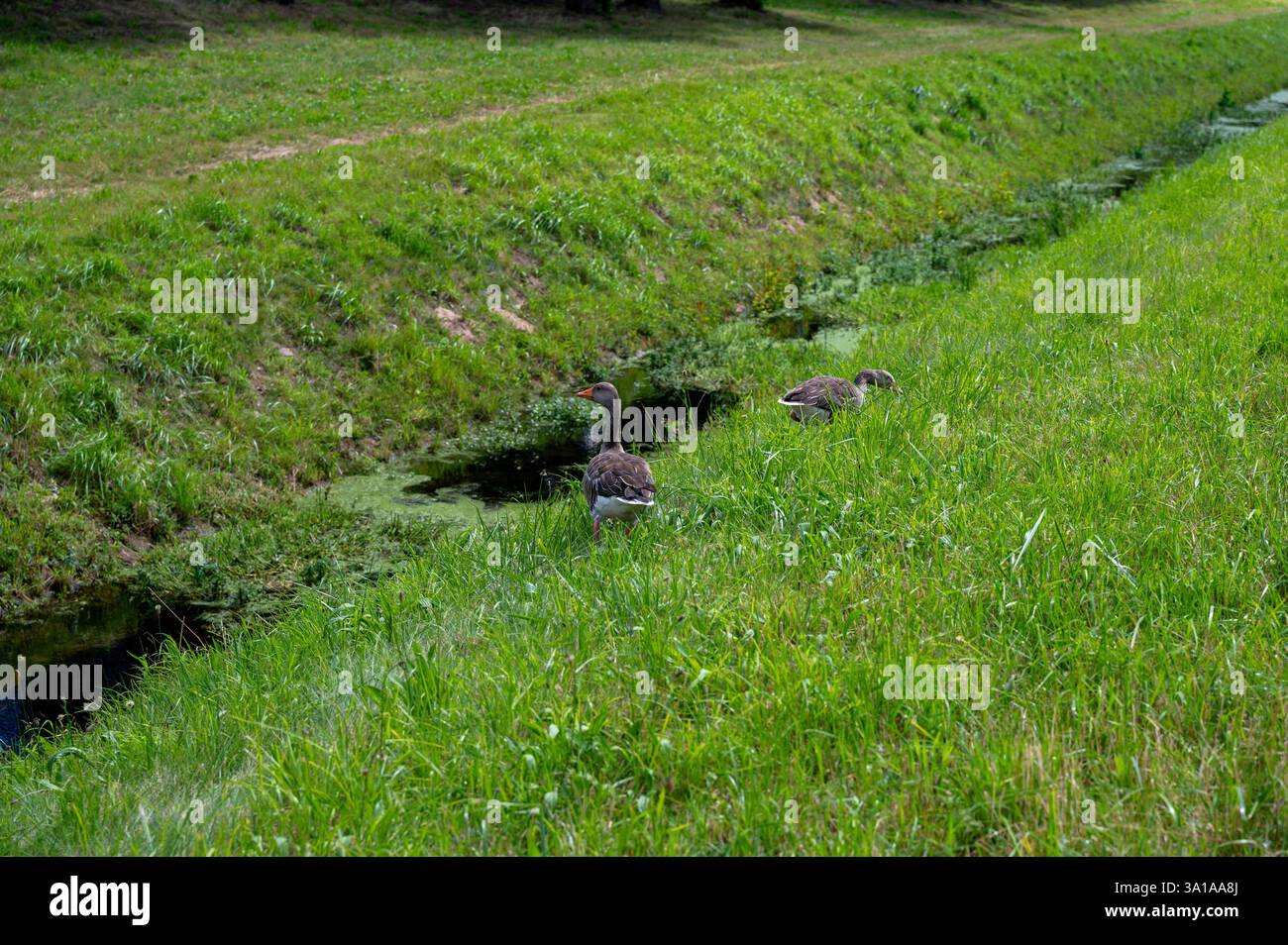 Zwei Gänse in grüner Natur, mit Gras und Wasser Stockfoto