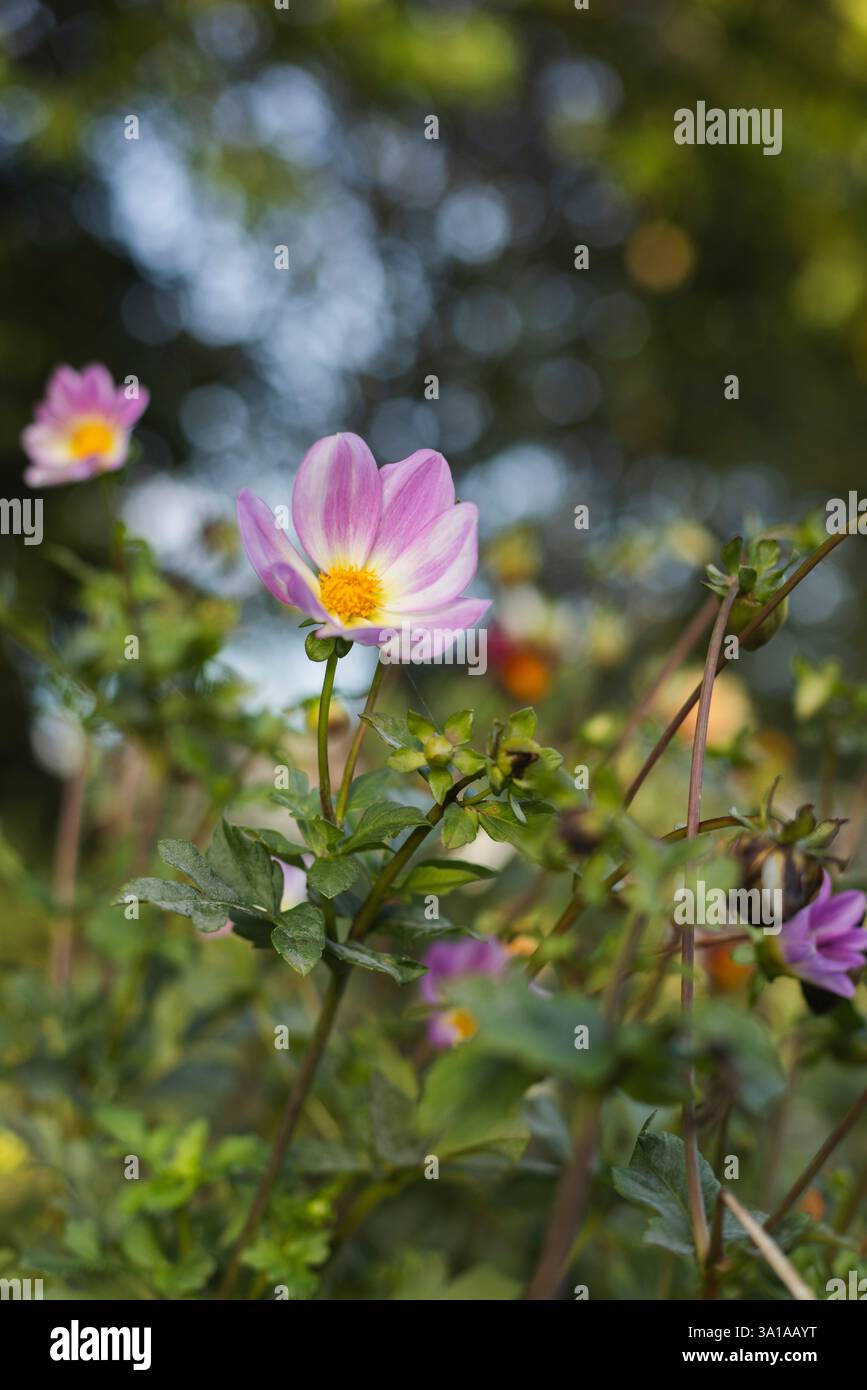 Dahlia imperialis Stockfoto