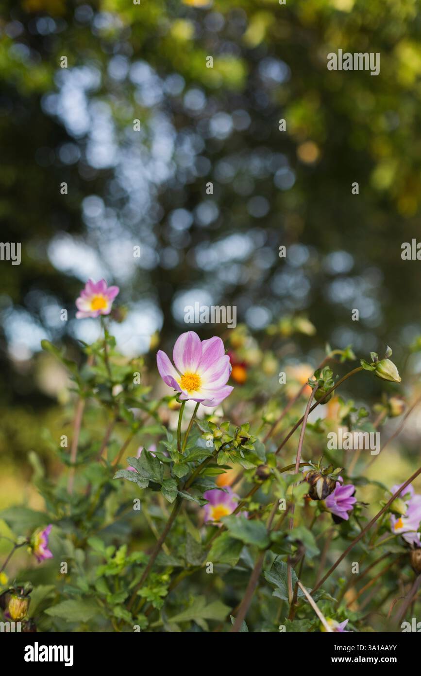 Dahlia imperialis Stockfoto