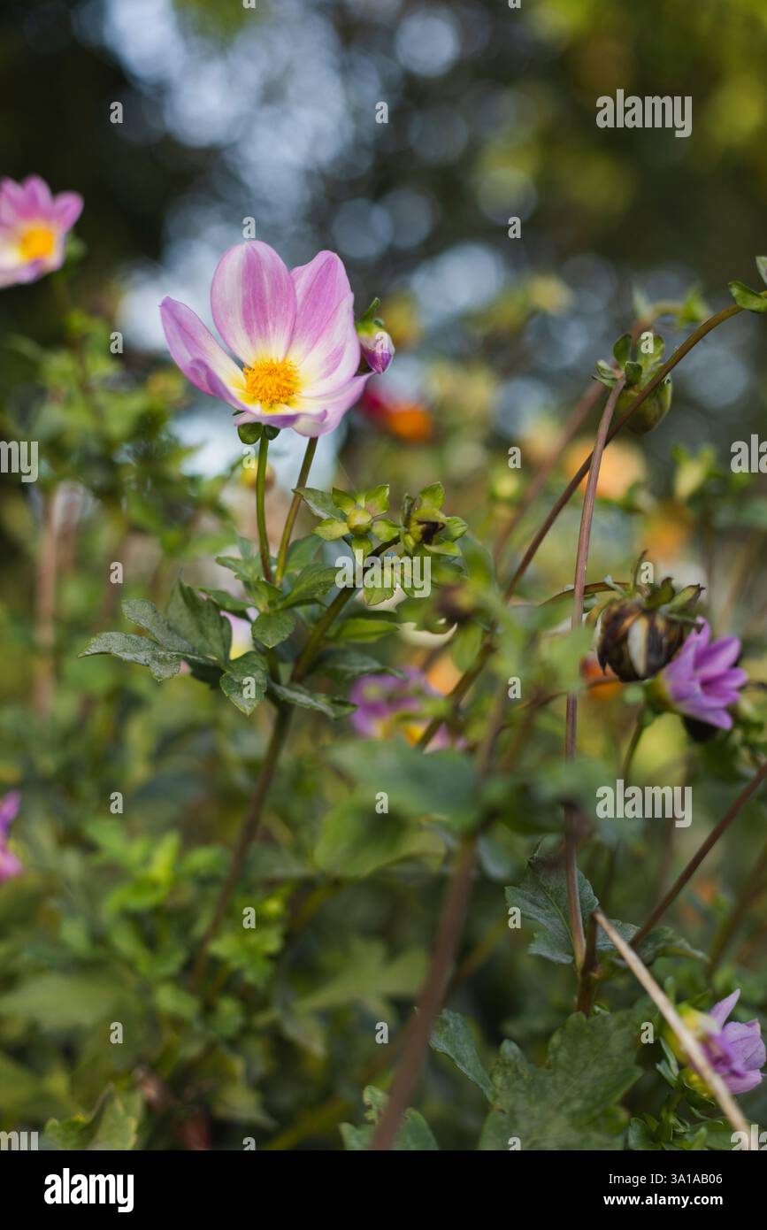 Dahlia imperialis Stockfoto