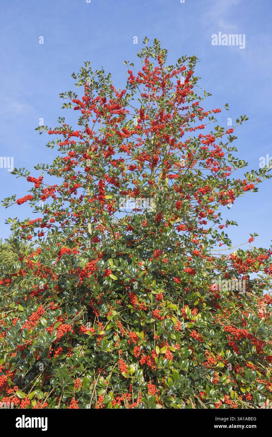 Stechpalme, Ilex aquifolium, Aquifoliaceae, Pflanze, Sträucher, Beeren Stockfoto