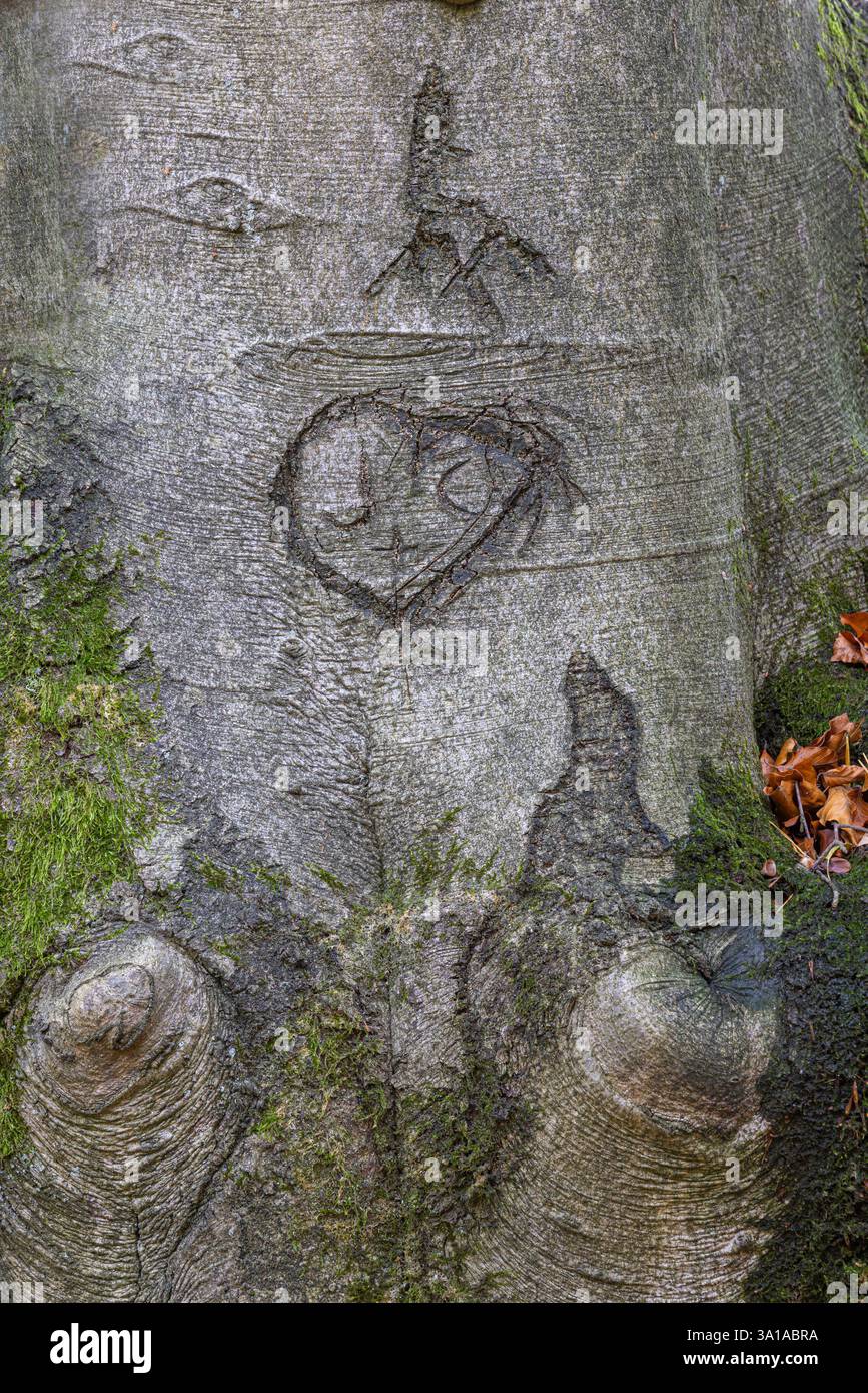 Herz in die Rinde eines Baumstamms geschnitzt Stockfoto