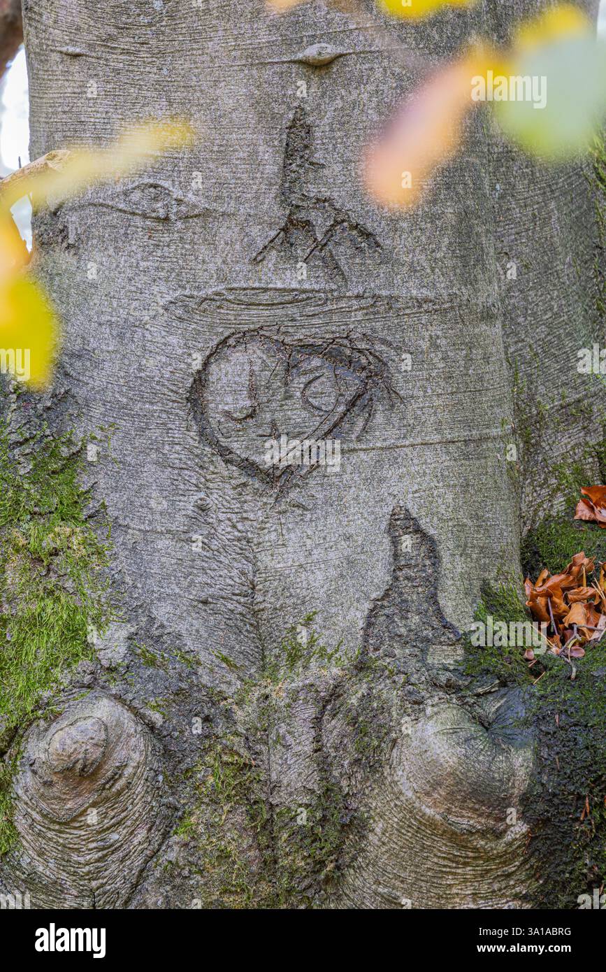 Herz in die Rinde eines Baumstamms geschnitzt Stockfoto