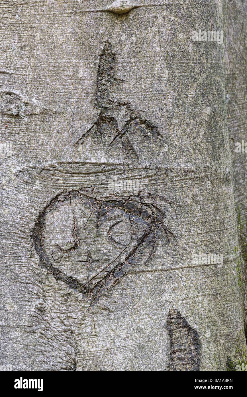 Herz in die Rinde eines Baumstamms geschnitzt Stockfoto