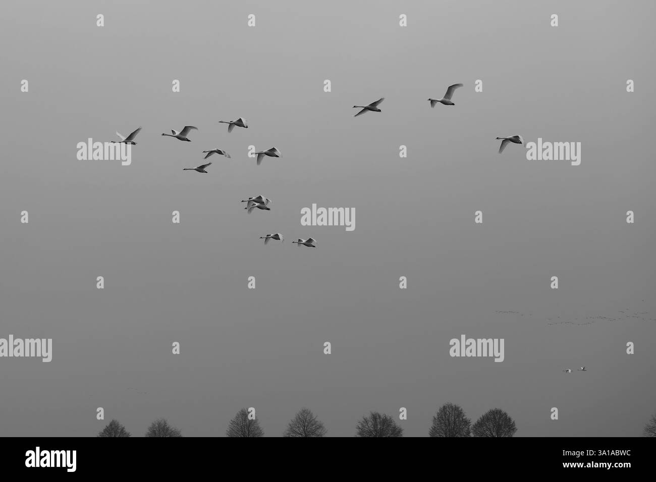 Fliegende Schwäne und Gänse an einem bewölkten Herbsttag. Stockfoto