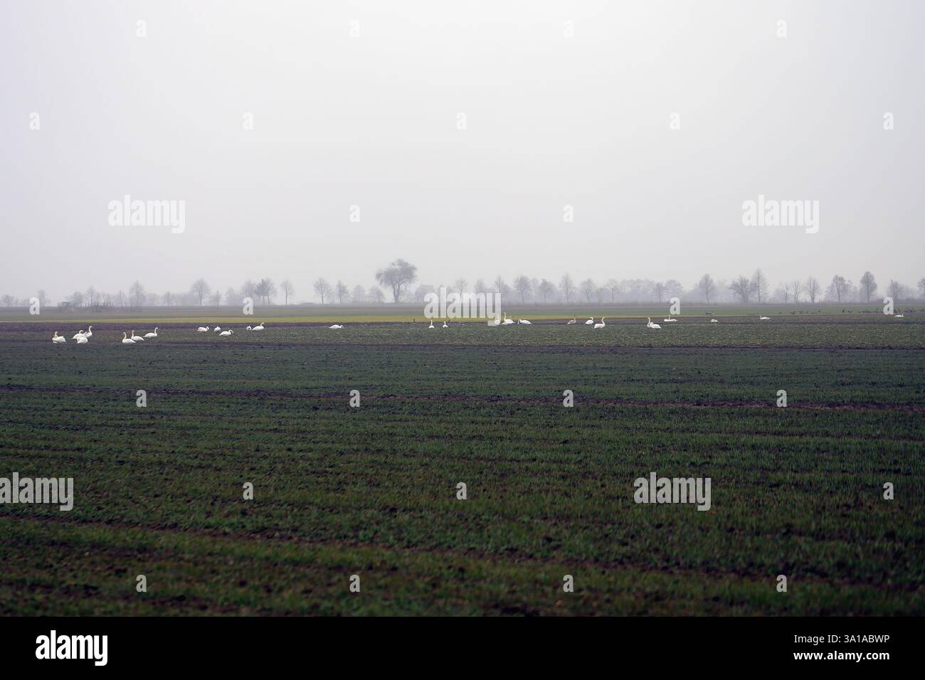 Vögel, Gänse und Schwäne auf Bauernfeldern an einem bewölkten Herbsttag. Stockfoto