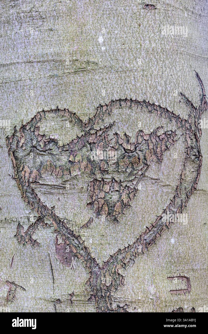 Herz in die Rinde eines Baumstamms geschnitzt Stockfoto