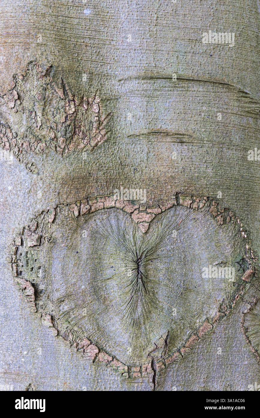 Herz in die Rinde eines Baumstamms geschnitzt Stockfoto