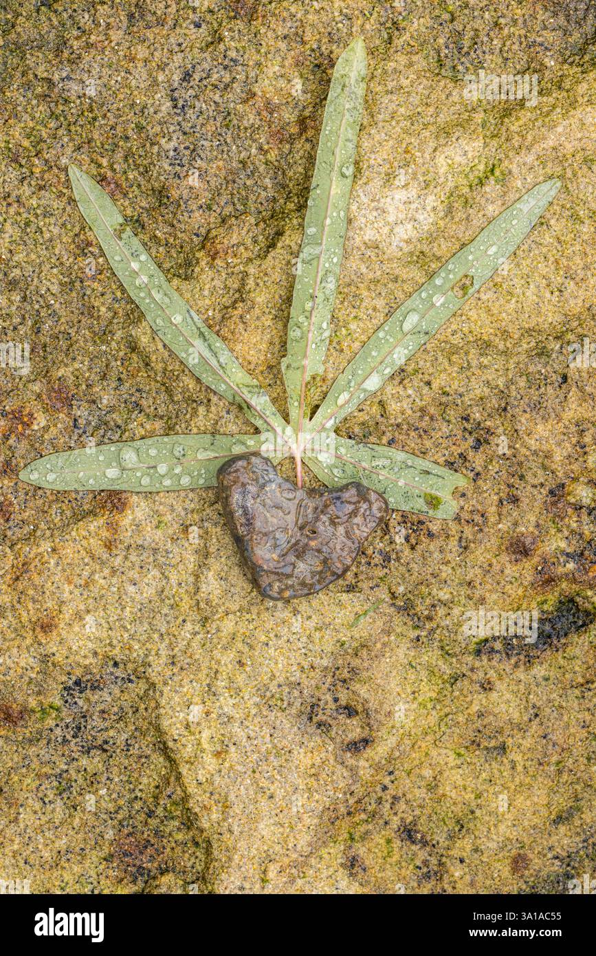 Blatt einer blauen Passionsblume (Passiflora caerulea), herzförmiger Stein Stockfoto