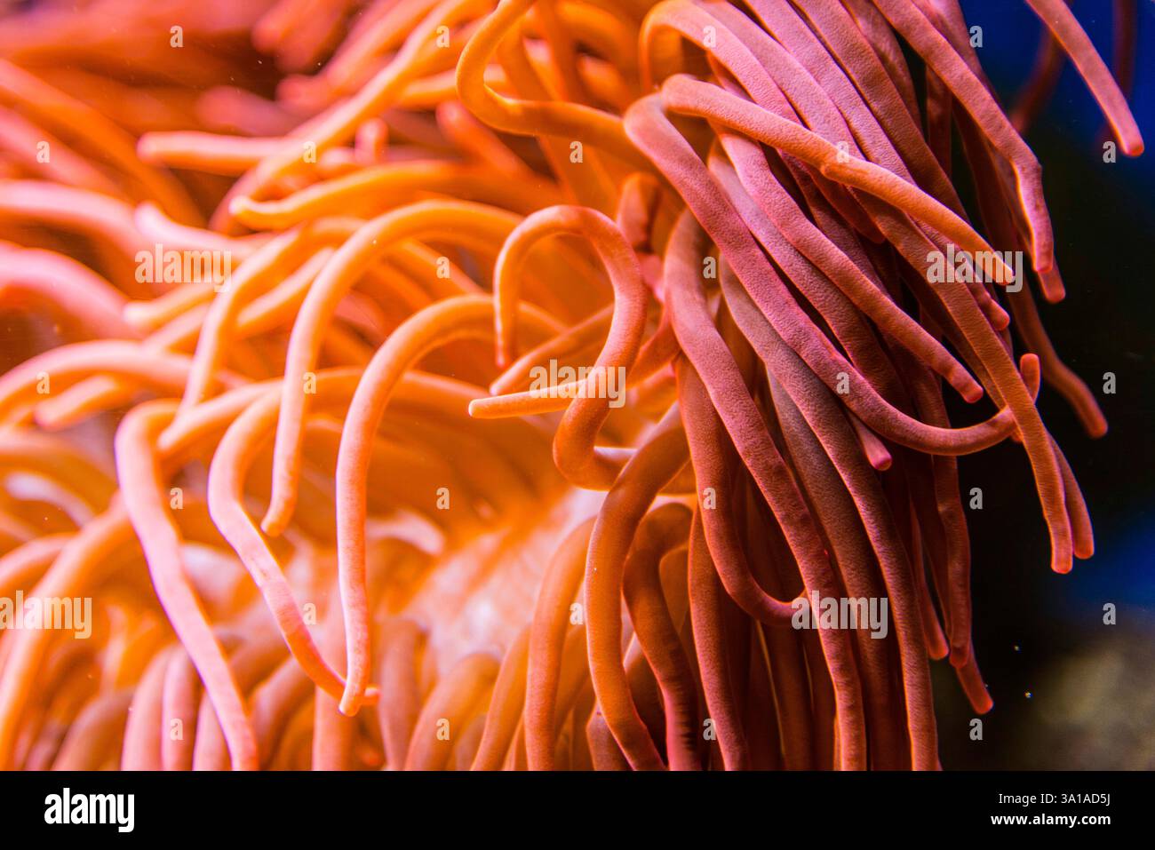 Bunte Anemonen, Nahaufnahme Stockfoto