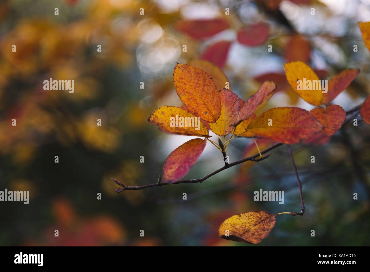 Herbstblätter der Steinbirne Stockfoto