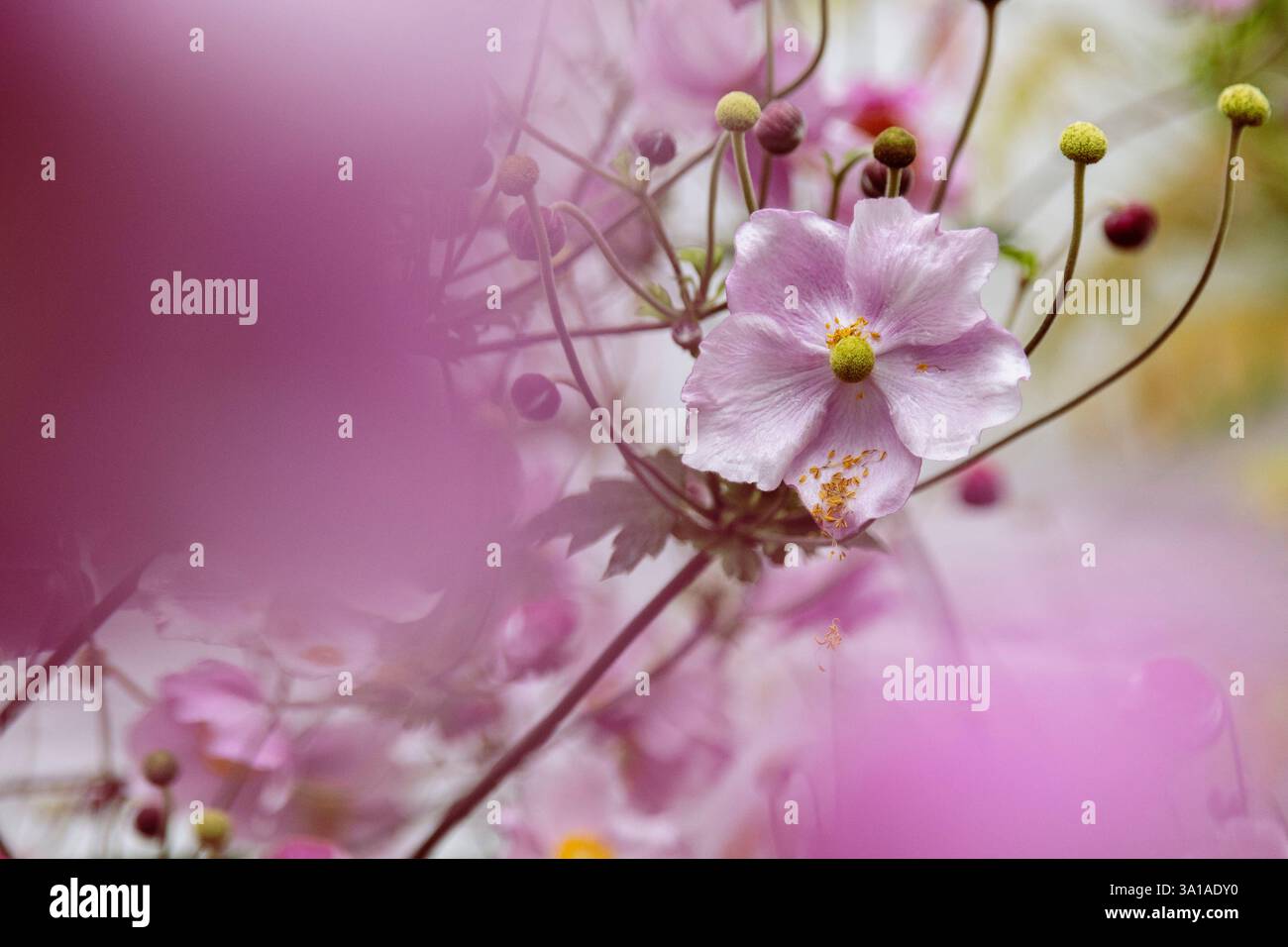 Herbst-Anemon Stockfoto