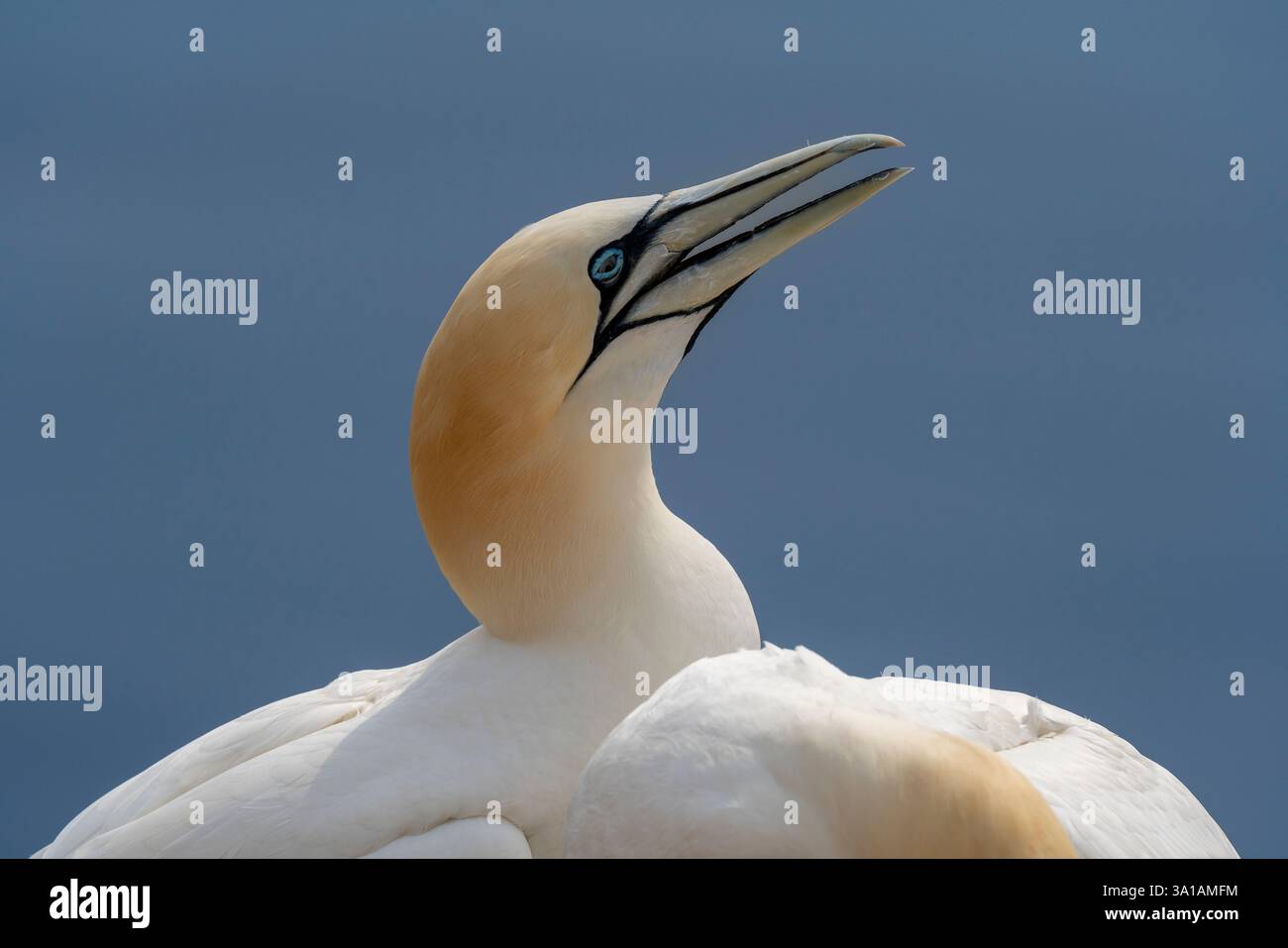 Nördliche Tölpel bei Bread Hörn im Oberland Helgoland, Nordsee, Schleswig-Holstein Stockfoto