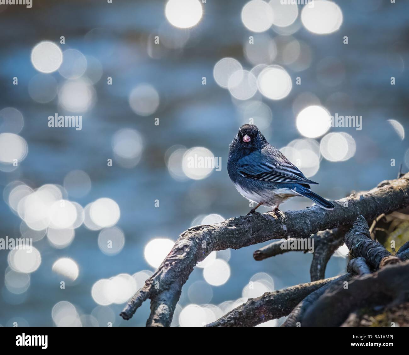 Ein kleiner Vogel sitzt auf einem Ast, umgeben von einem schimmernden Bokeh-Effekt im Hintergrund. Das Licht schafft ein traumhaftes, sanftes Ambiente rund um den Vogel Stockfoto