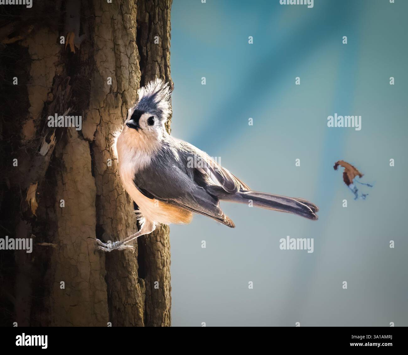 Ein kleiner Vogel mit auffälligen schwarz-weißen Markierungen thront an der Seite eines Baumstamms. Der Hintergrund ist leicht verschwommen und hebt das Vogeldeko hervor Stockfoto