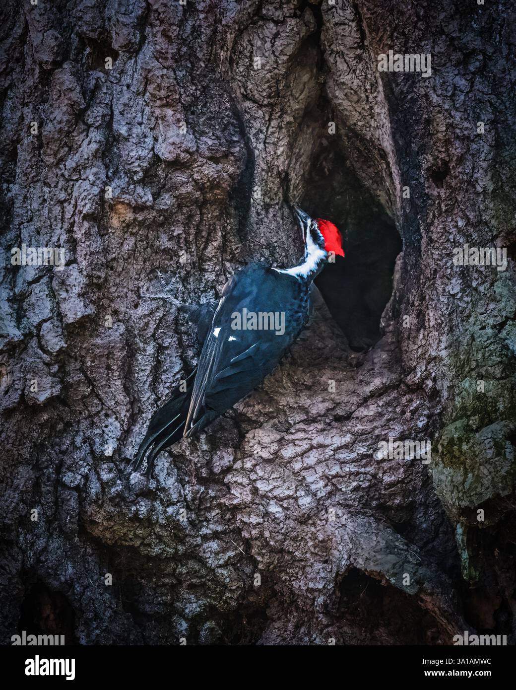 Ein Specht mit einem auffälligen roten Kopf steht auf der zerklüfteten Rinde eines Baumes, der scheinbar in eine Höhle blickt. Die komplizierten Muster der Rinde cre Stockfoto
