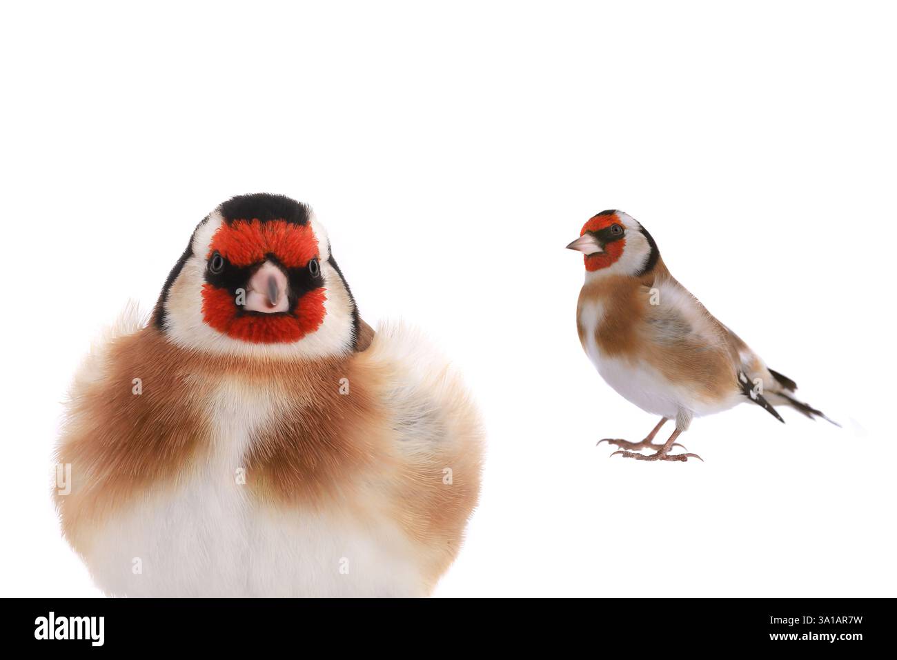 goldfinch isoliert auf weißem Hintergrund Stockfoto