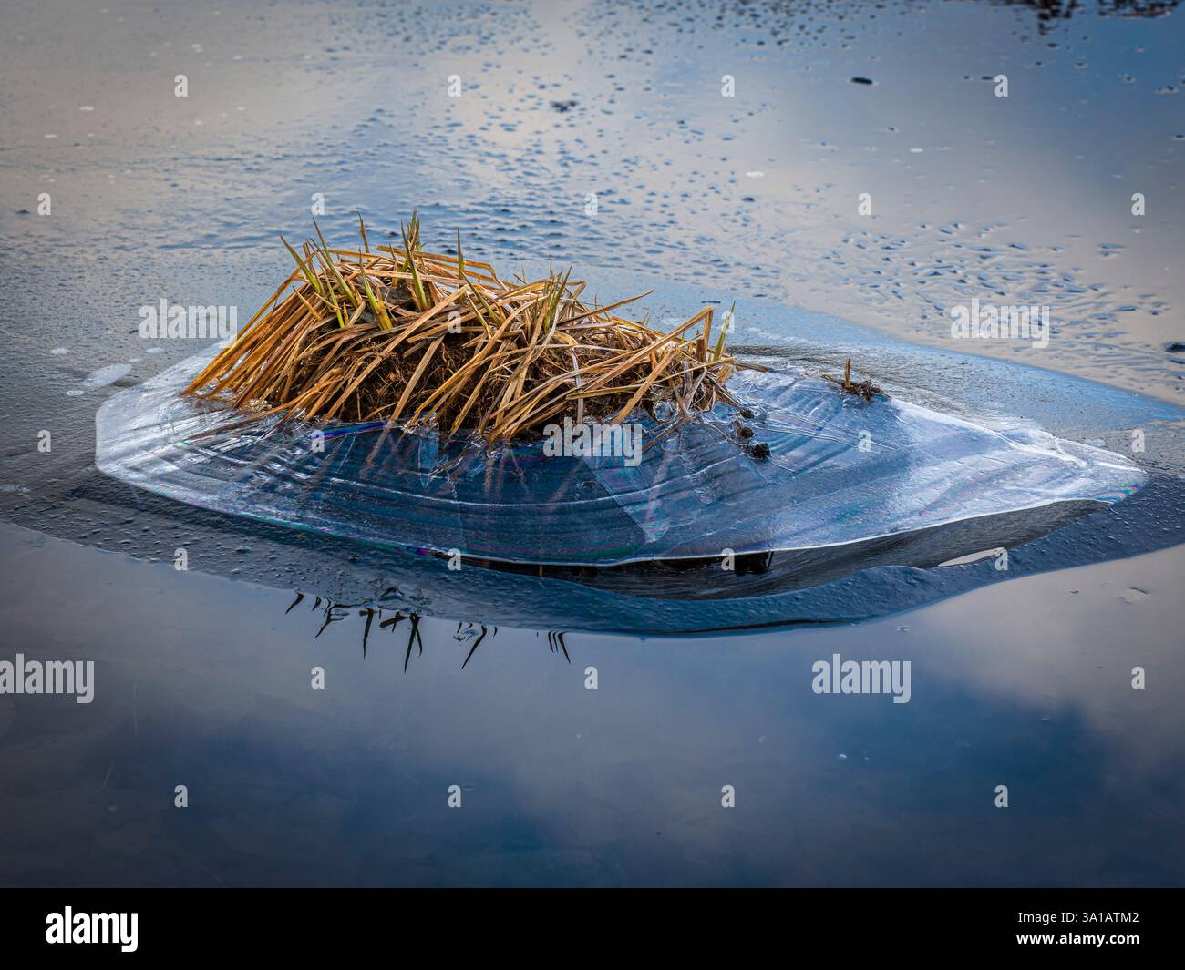 Schweiz, Türlersee, gefrorenes Schilfgras Stockfoto