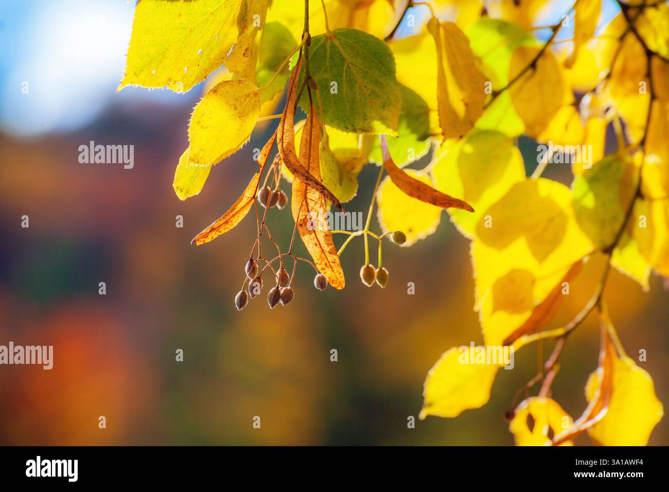 Silberlindensamen, Herbstfarben im grünen Wald Stockfoto