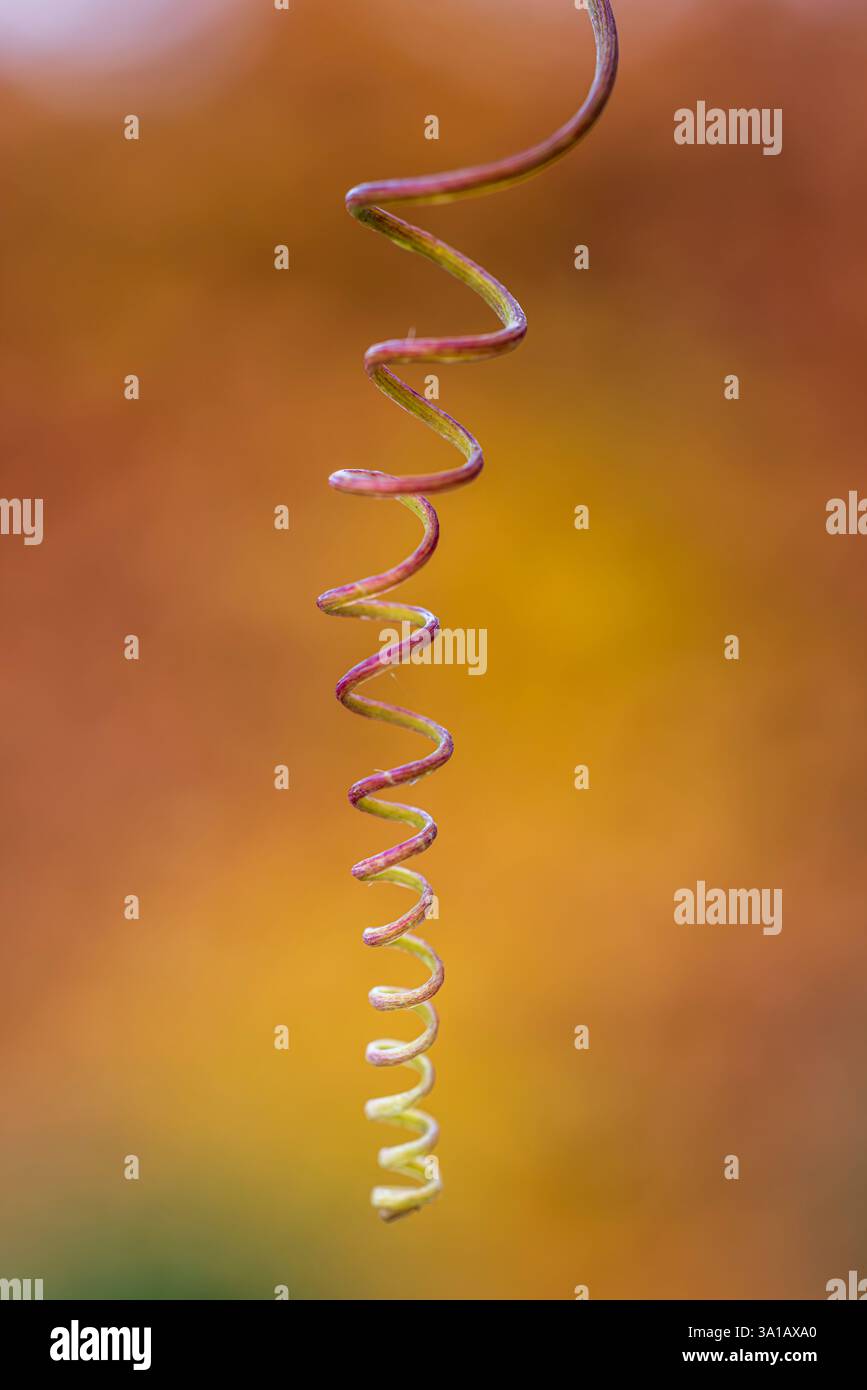 Rebe einer Passionsblume (Passiflora edulis), Bokeh, abstrakte Schönheit in der Natur Stockfoto