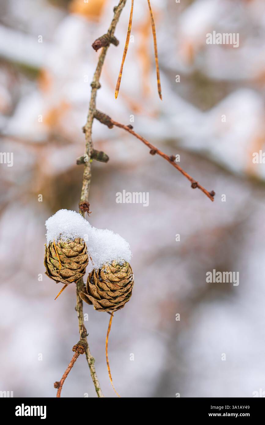 Lärchenkegel im Winter, mit Schnee bedeckt Stockfoto