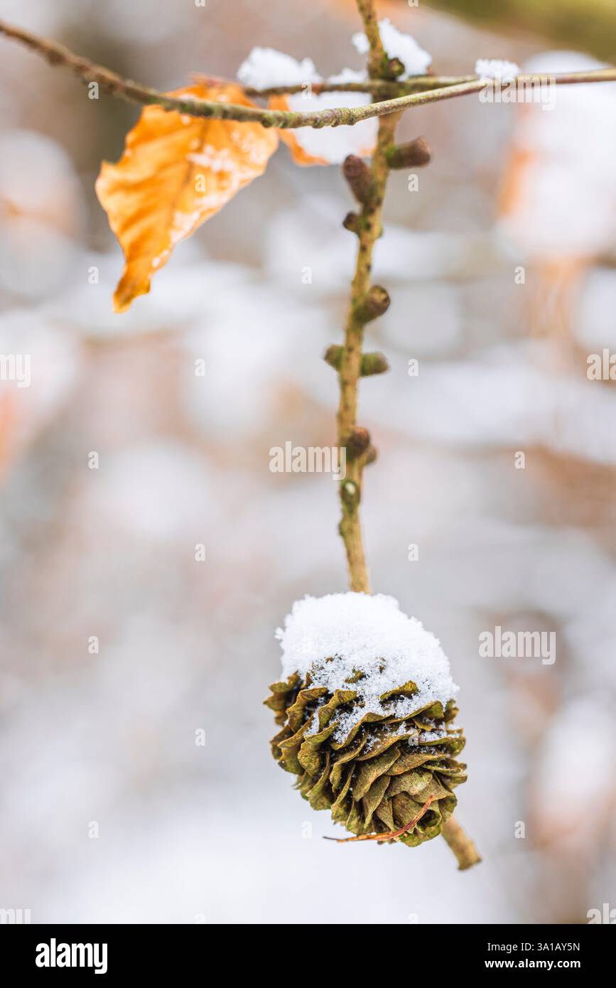 Lärchenkegel im Winter, mit Schnee bedeckt Stockfoto
