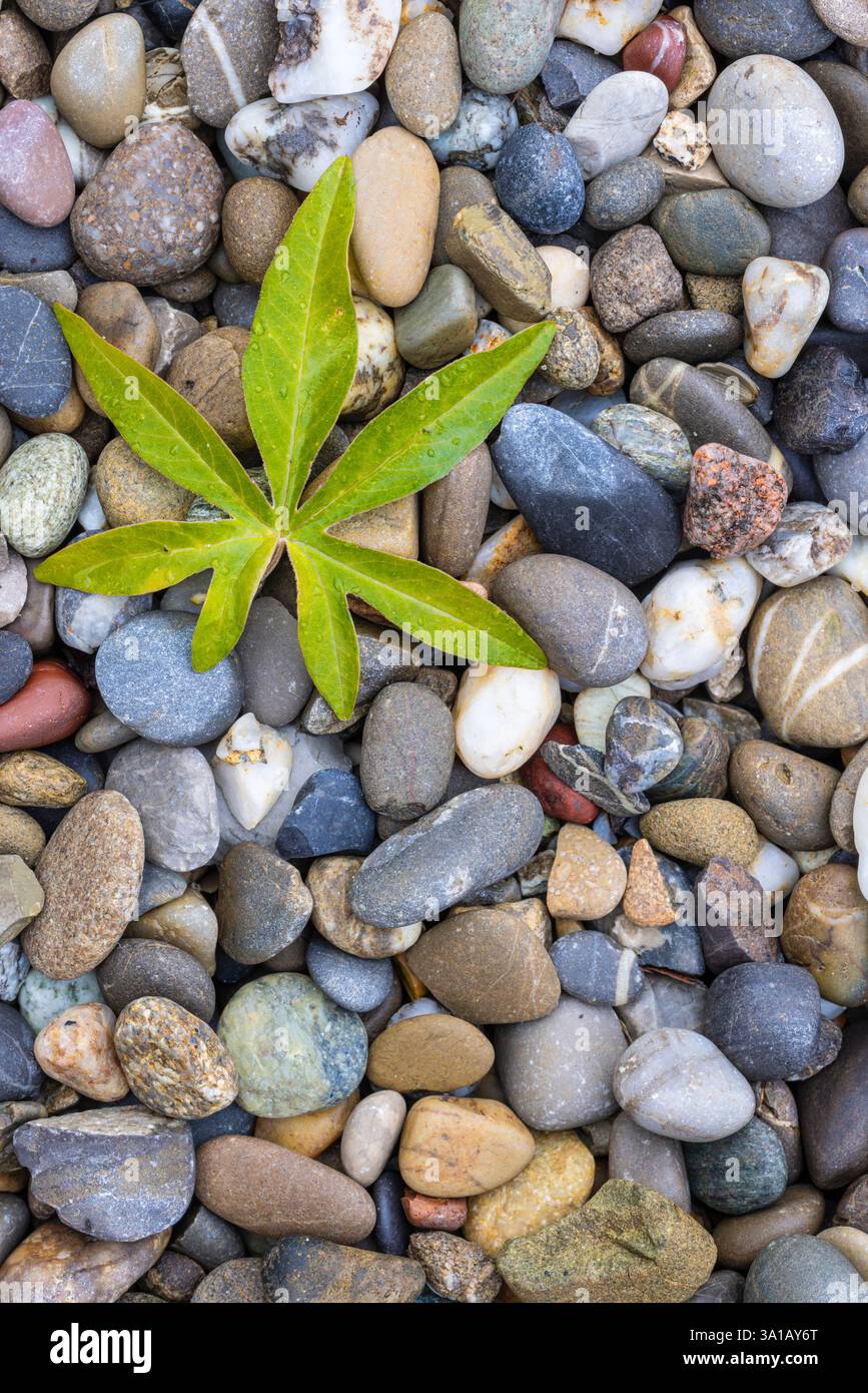 Blatt einer blauen Passionsblume (Passiflora caerulea) auf Kieselsteinen Stockfoto