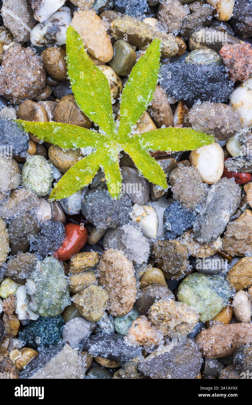 Blatt einer blauen Passionsblume (Passiflora caerulea) auf Kieselsteinen, Raureif Stockfoto