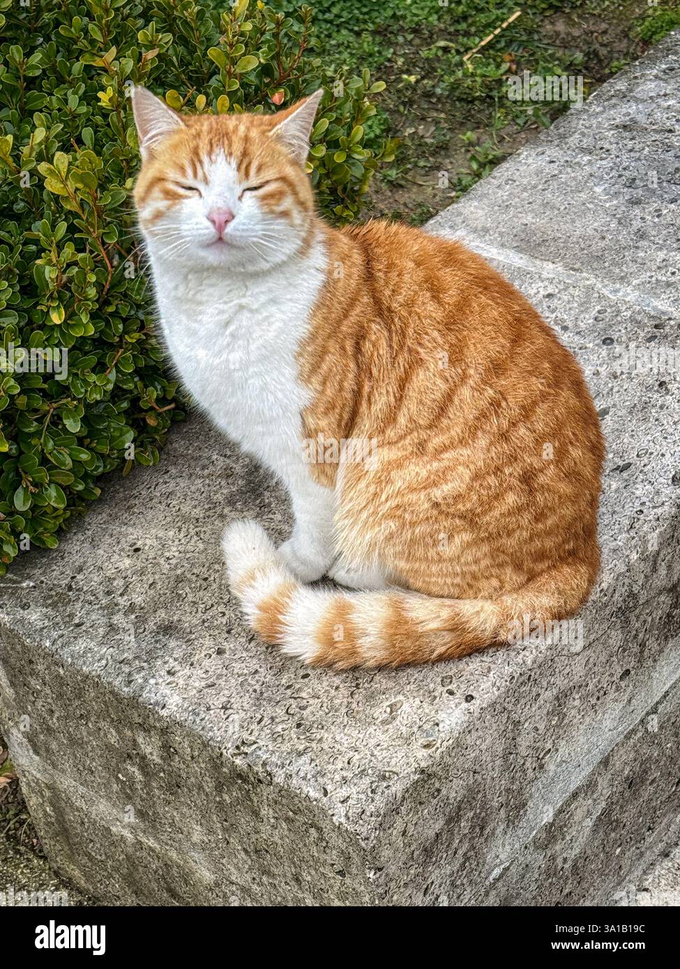 Eine verschlafene Ingwer- und weiße Katze ruht friedlich auf einer Steinbank inmitten grüner Büsche und strahlt ein Gefühl der Ruhe und Zufriedenheit in einer Outdoor-Garde aus Stockfoto