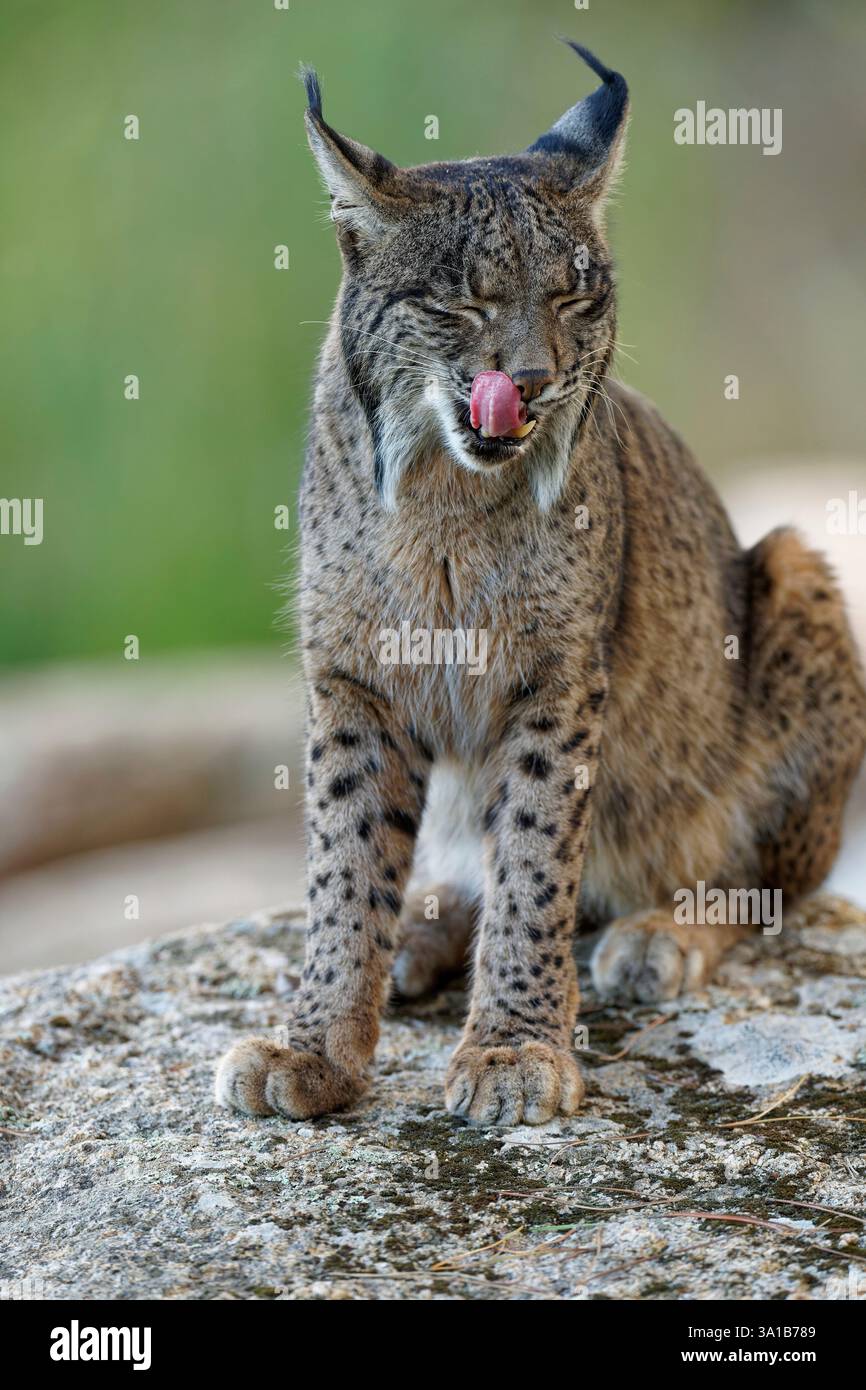 Lynx pardinus, Porträt, zeigt die Zunge, Abend, Andalusien, Spanien Stockfoto