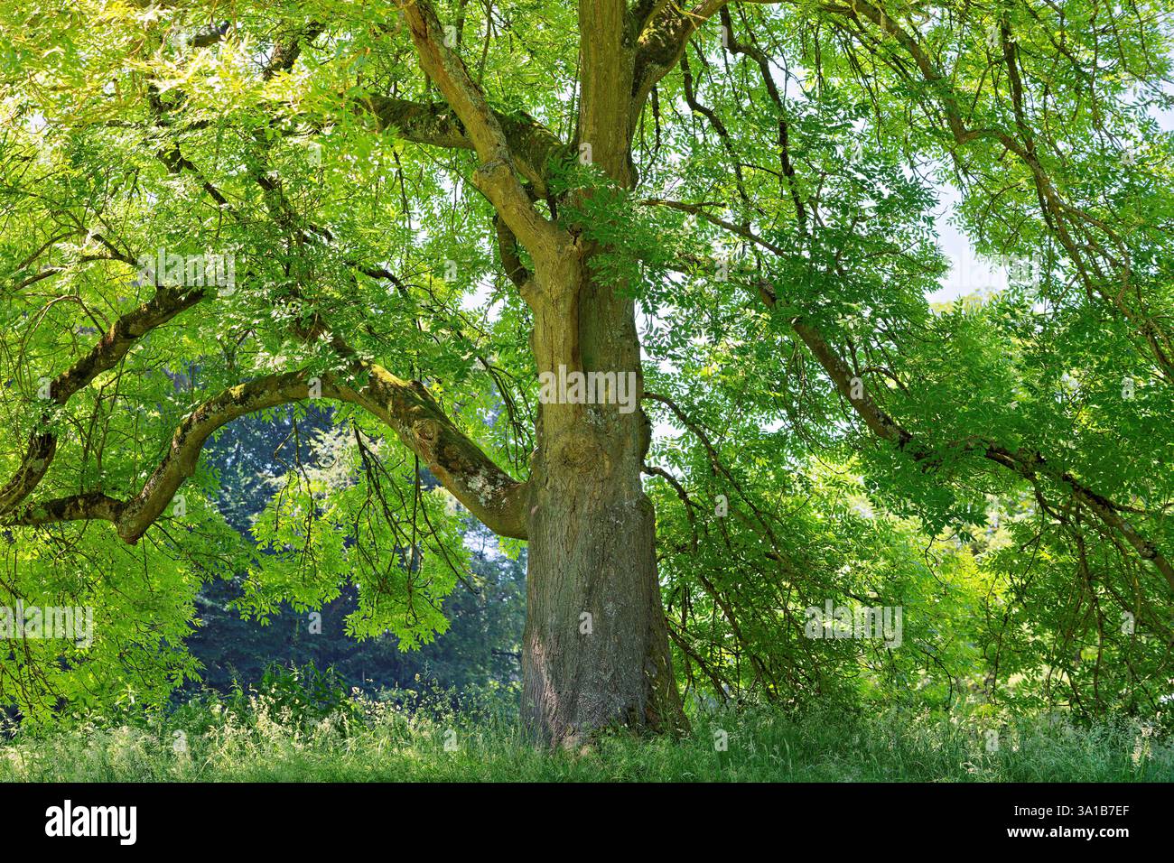 Europa, Deutschland, Nordrhein-Westfalen, Rheinland, Köln, Junkersdorf, Stadtwald, Baum, Esche, freistehend, offen, grün, frisch, Sommer, Sonnenlicht, strahlend, positiv, keine Personen Stockfoto