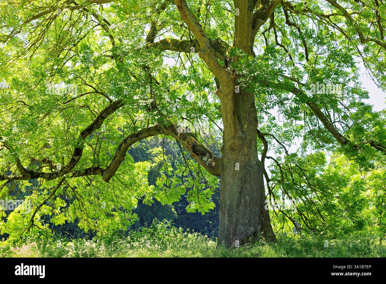 Europa, Deutschland, Nordrhein-Westfalen, Rheinland, Köln, Junkersdorf, Stadtwald, Baum, Esche, freistehend, offen, grün, frisch, Sommer, Sonnenlicht, strahlend, positiv, keine Personen Stockfoto