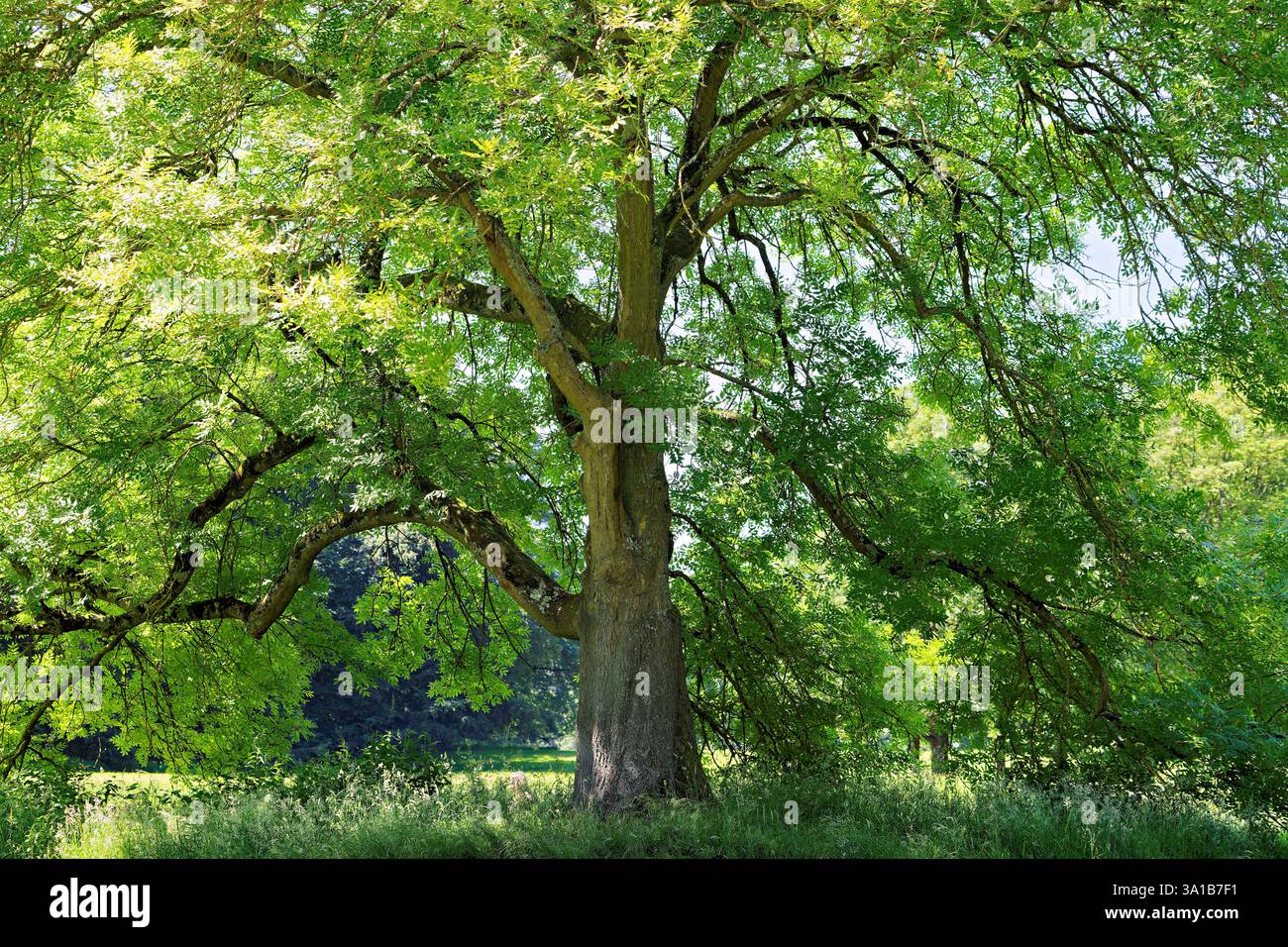 Europa, Deutschland, Nordrhein-Westfalen, Rheinland, Köln, Junkersdorf, Stadtwald, Baum, Esche, freistehend, offen, grün, frisch, Sommer, Sonnenlicht, strahlend, positiv, keine Personen Stockfoto