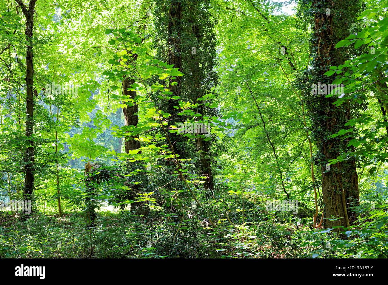 Europa, Deutschland, Nordrhein-Westfalen, Rheinland, Köln, Junkersdorf, Stadtwald, Mischwald, Bäume, Buchen, Ahorn, Waldboden, bewachsen, Sommer, Sonnenlicht, strahlend, grün, positiv, erfrischend, keine Leute Stockfoto