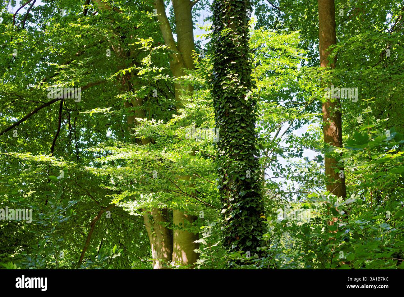 Europa, Deutschland, Nordrhein-Westfalen, Rheinland, Köln, Junkersdorf, Stadtwald, Mischwald, Bäume, Buchen, Kalk, bewachsen, Efeu, Sommer, Sonnenlicht, strahlend, grün, positiv, erfrischend, keine Leute Stockfoto