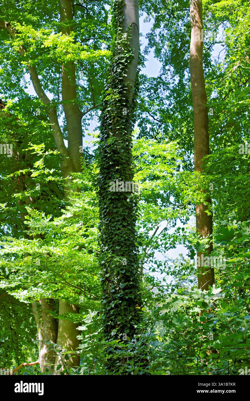 Europa, Deutschland, Nordrhein-Westfalen, Rheinland, Köln, Junkersdorf, Stadtwald, Mischwald, Bäume, Buchen, Kalk, bewachsen, Efeu, Sommer, Sonnenlicht, strahlend, grün, positiv, erfrischend, keine Leute Stockfoto