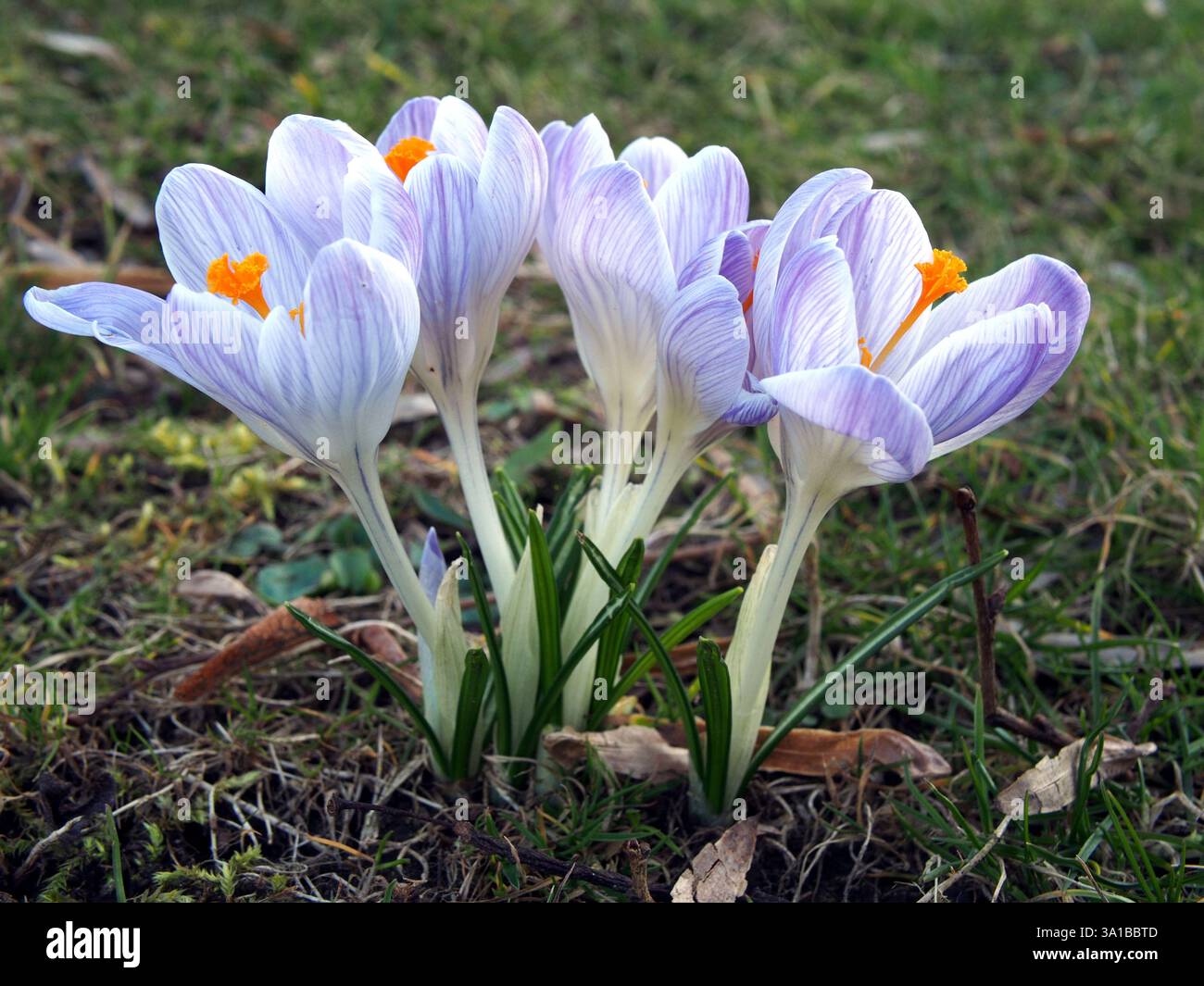 Isolierte Nahaufnahme einer Gruppe weiß-lila gestreifter Krokusse (crocus vernus) im Rheinaue-Park in Bonn im März. Stockfoto
