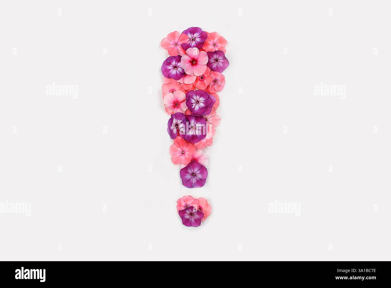 Symbol! Von echten frischen Blumen. Kreatives Design mit Blumenmotiven. Einzigartige Sammlung von Buchstaben und Zahlen für Design. Frühling, Sommer, Herbst und valentin Stockfoto