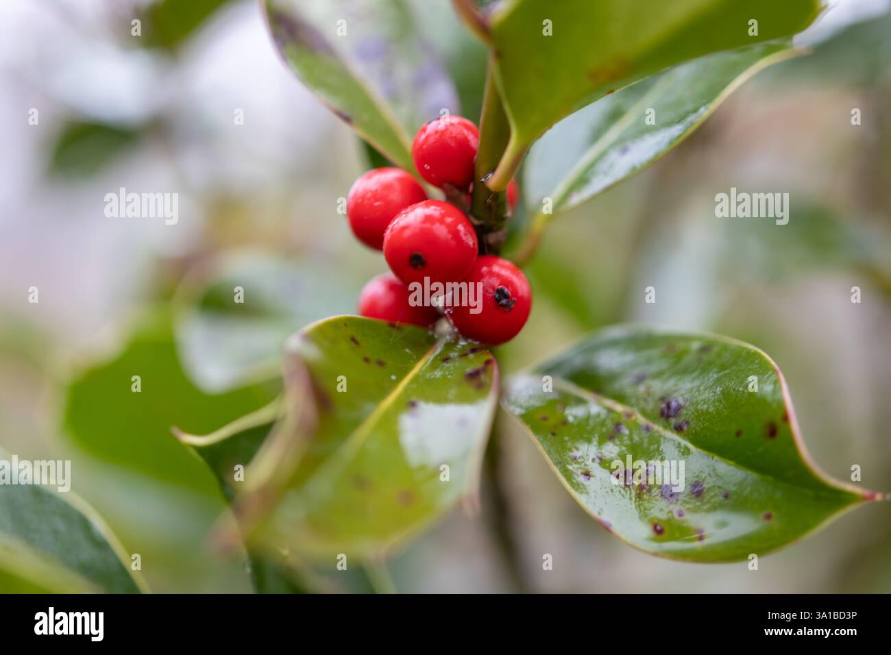 Holly Beere Delight: Eine Nahaufnahme festlicher roter Beeren und glänzend grüner Blätter Stockfoto