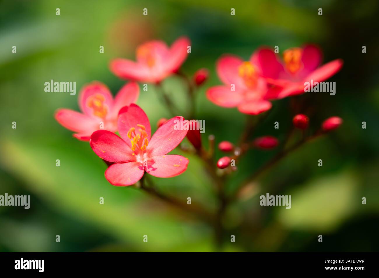 Ein Nahbild von einem Blumenstrauß Stockfoto