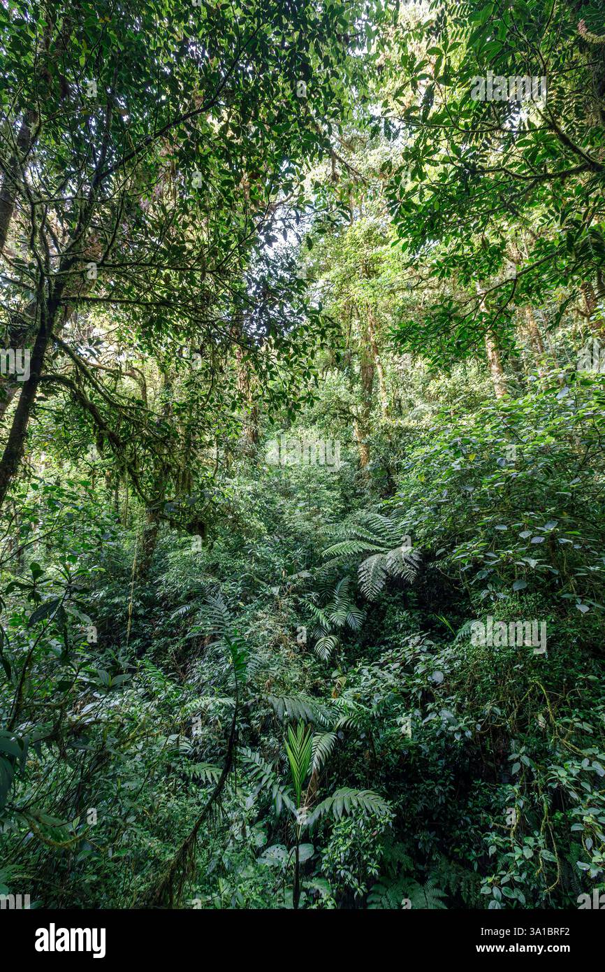 Monteverde Cloud Forest Reserve, Costa Rica Stockfoto