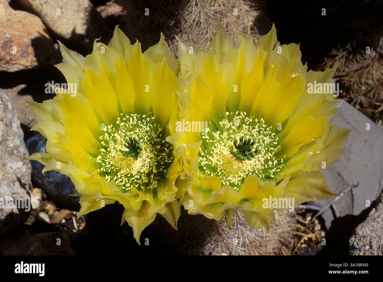 Kaktus mit gelben blten -Fotos und -Bildmaterial in hoher Auflsung  Alamy