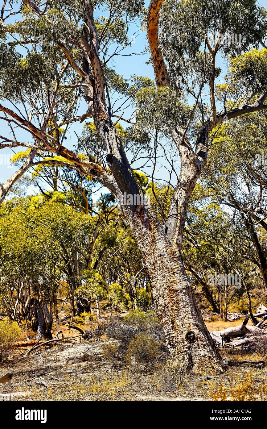 Eukalyptusbaum und australischer Busch, Westaustralien Stockfoto