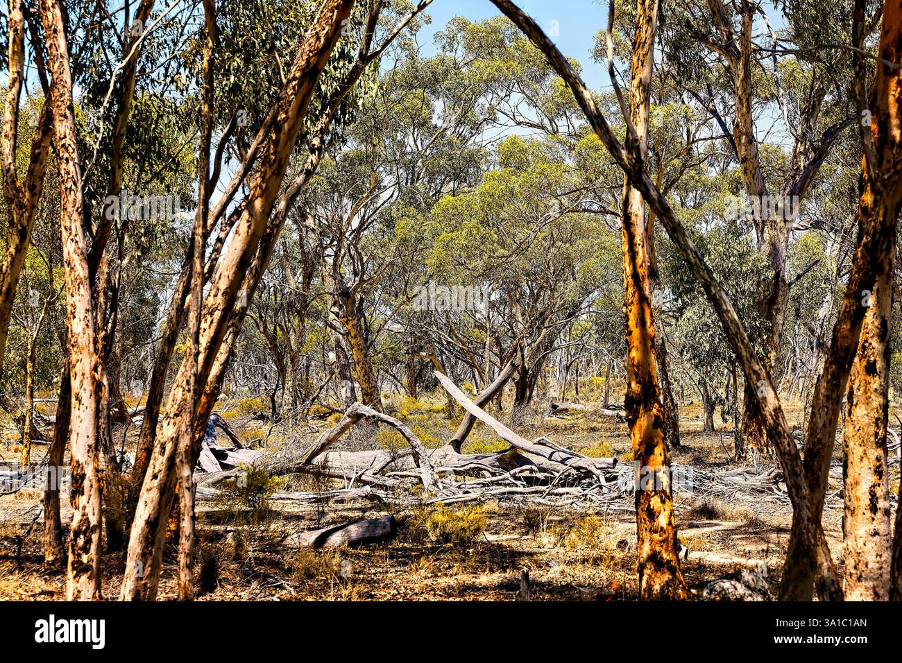 Eukalyptusbaum und australischer Busch, Westaustralien Stockfoto