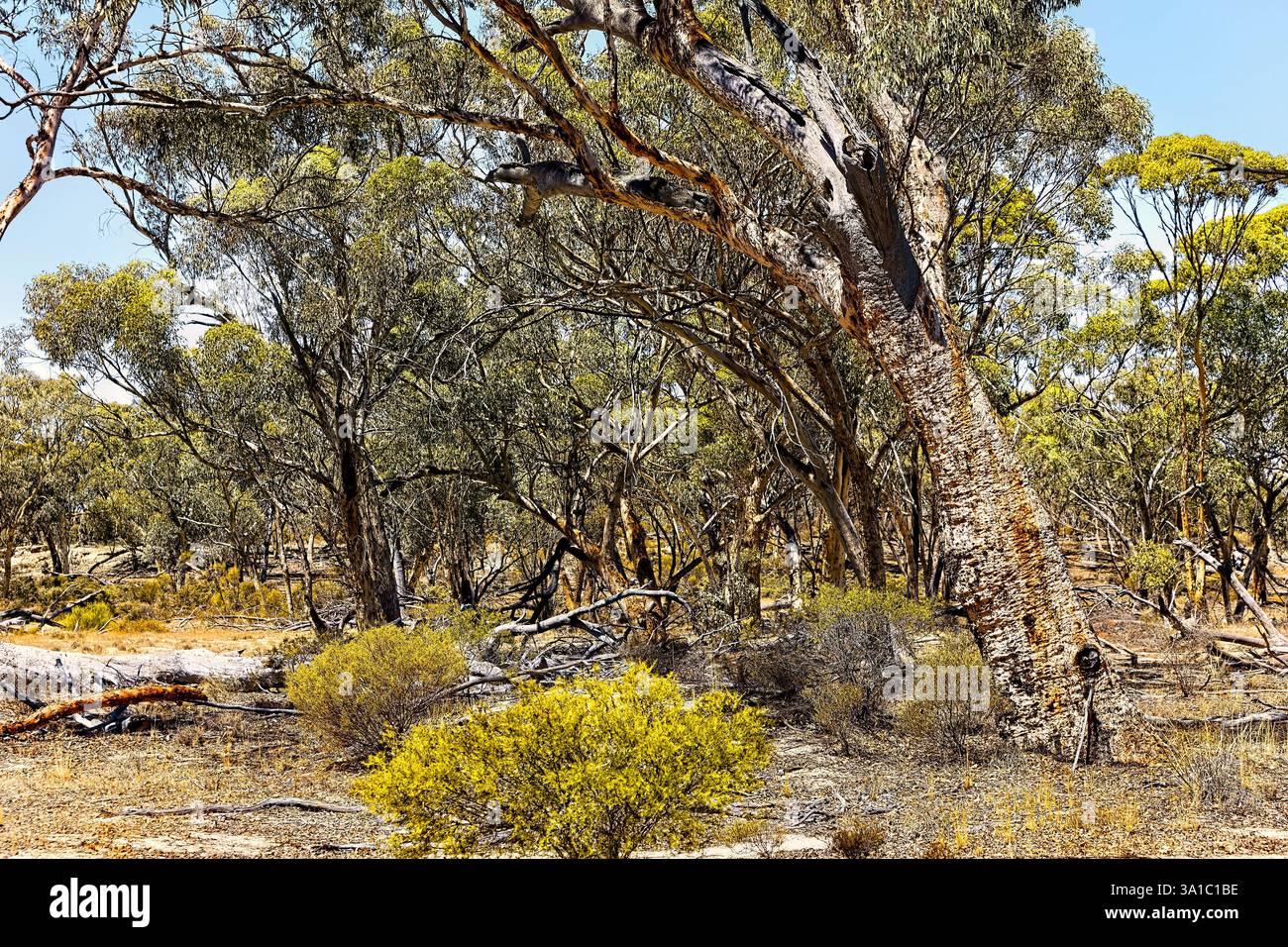 Eukalyptusbaum und australischer Busch, Westaustralien Stockfoto