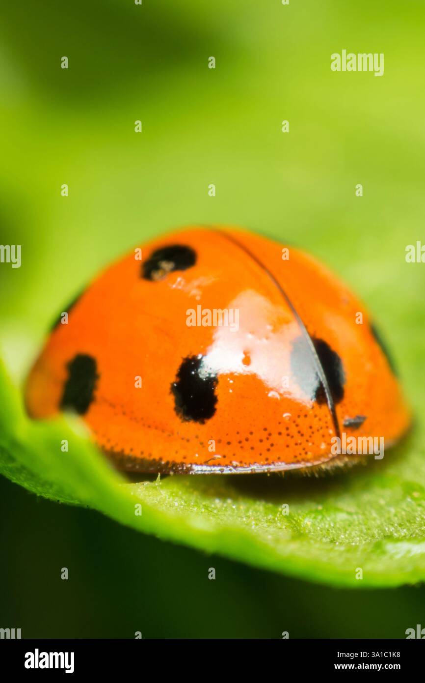 Makro von Käfer-Insekten (Marienkäfer) orange und Punkt schwarz Farbe nah auf dem grünen Blatt oder lassen Sie in der Natur Stockfoto